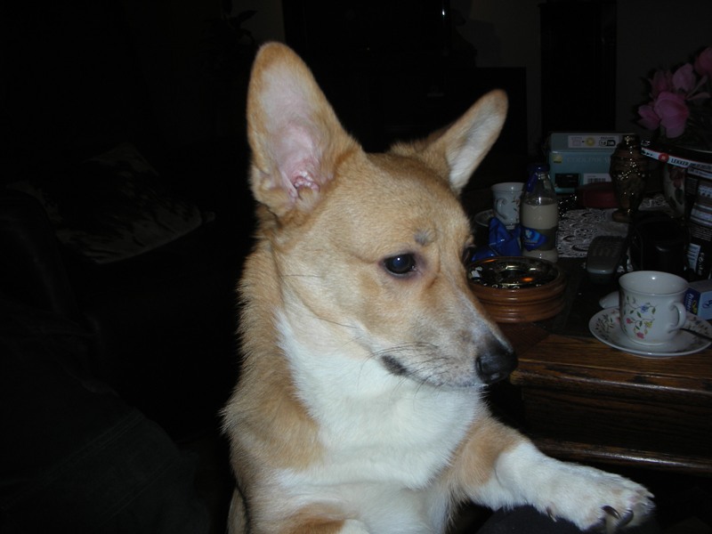 Anka